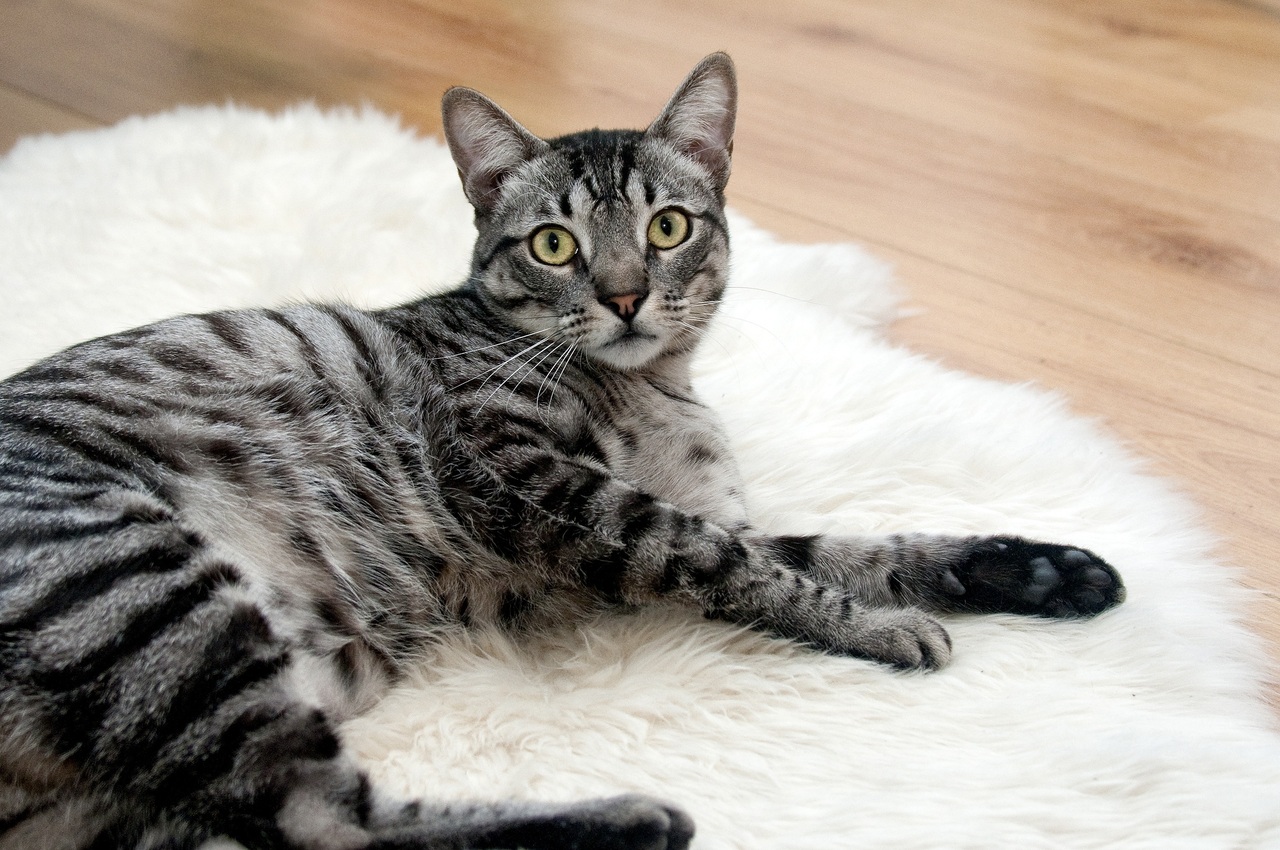 animal-love-pet-portrait-cat-mammal-932158-pxhere.com