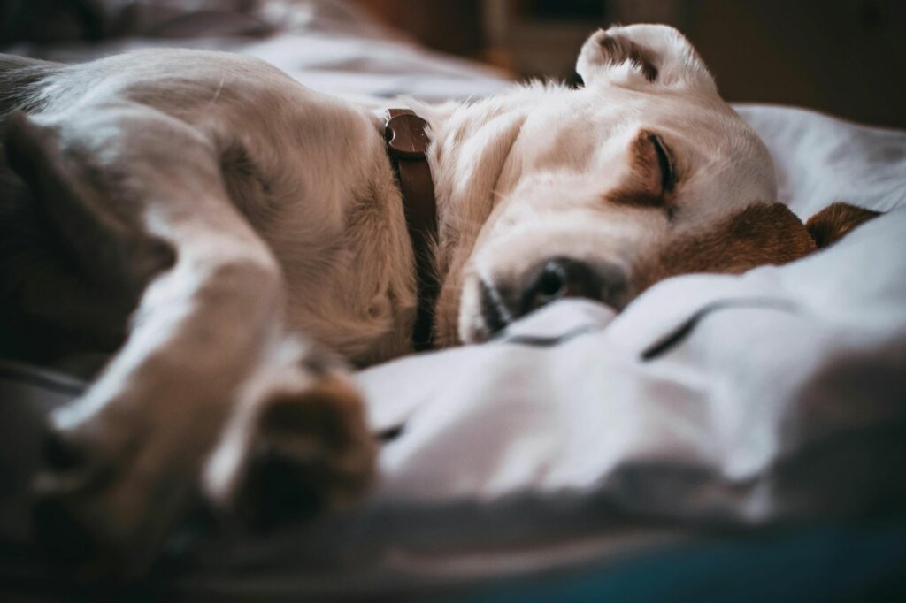 Lorem ipsum dolor sit amet, consectetur adipiscing elit. Proin tincidunt nunc lorem, nec faucibus mi facilisis eget. Mauris laoreet, nisl id faucibus pellentesque, mi mi tempor enim, sit amet interdum felis nibh a leo. Donec efficitur velit ac nisi rutrum, eu ornare augue tristique.