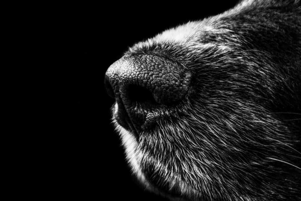 Lorem ipsum dolor sit amet, consectetur adipiscing elit. Proin tincidunt nunc lorem, nec faucibus mi facilisis eget. Mauris laoreet, nisl id faucibus pellentesque, mi mi tempor enim, sit amet interdum felis nibh a leo. Donec efficitur velit ac nisi rutrum, eu ornare augue tristique.