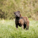 Orka